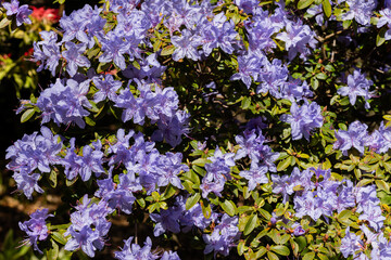 Fototapeta premium Blue Bluebird rhododendron flowering plant blooms in spring time in Canada