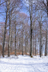 snowy winter in the forest