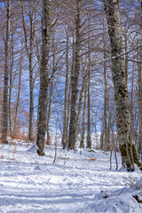 snowy winter in the forest