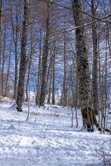 snowy winter in the forest