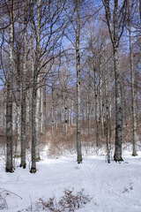 snowy winter in the forest