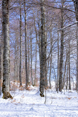 snowy winter in the forest