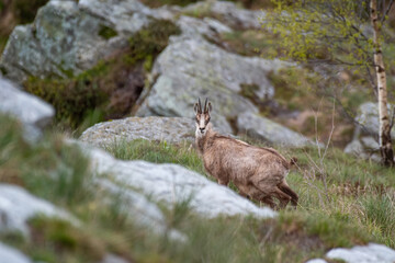 Female alpine chamois with kid in its typical habitat in the Italian Alps. May, Horizontal.