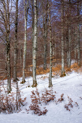 snowy winter in the forest