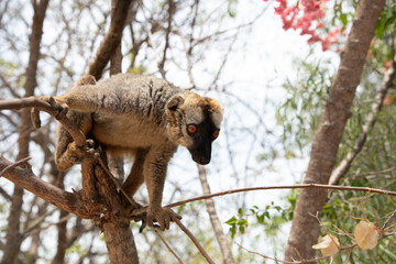 Cute brown lemur (Eulemur fulvus) with orange eyes.