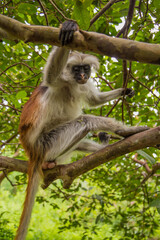 Zanzibar red king colobus closeup