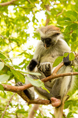 Obraz premium Zanzibar red king colobus closeup