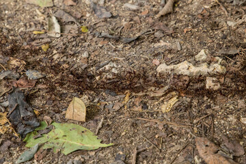 Top view of termite trails on ground.