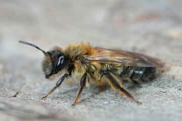 Closeup on a large Sallow mining bee, Andrena apicata sitting on a pole