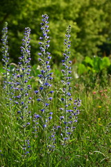 Ląki i kwiaty polne © grzegorz