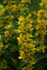 verbena yellow perennial (Lysimachia vulgaris L.) blooms
