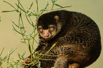 cute wild bear cuscus aulirops ursinus arboreal against blure background.
