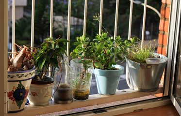 Plantas en una ventana 