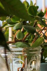 Jarrón de cristal con plantas 