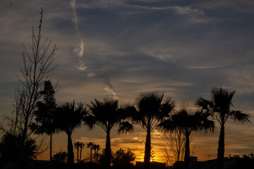 Paisaje de palmeras, puesta de sol con palmeras 