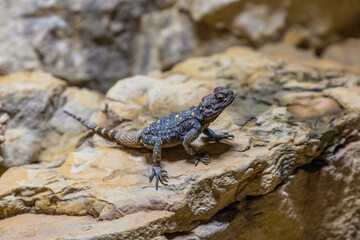 Stellagama lying on stone stellio picea.