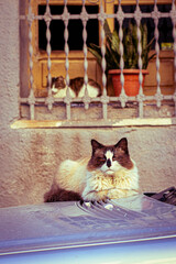 Gato callejero