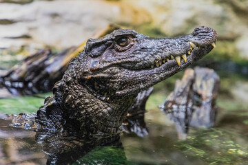 Caiman in the water. The yacare caiman Caiman yacare