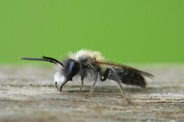 Closeup on a male of the Mellow miner mining bee, Andrena mitis sitting on wood