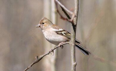robin on a branch