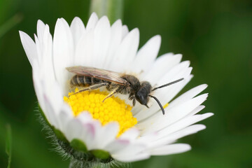 Obraz premium Closeup on male red-bellied miner mining bee, Andrena ventralis
