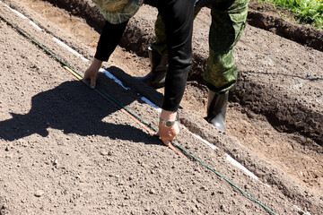 Pensioner makes furrows in a garden bed for planting seeds on a tape, bending over - horizontal...
