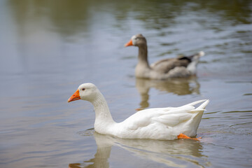 Domestic goose (Anser anser domesticus) swimming in a lagoon.
