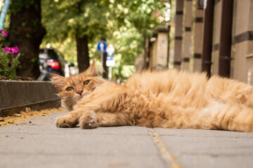 Street stray cat lying on sidewalk on warm summer day
