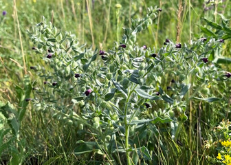Nonea plant growing on the lawn