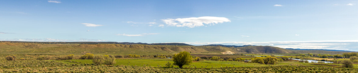 Fototapeta premium Scenic view of the sheep pasture in northern Colorado 