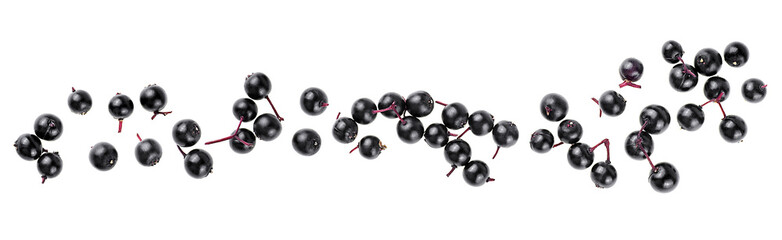 Berries of Sambucus isolated on a white background, view from above. Healing black elderberry.
