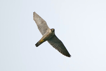 Peregrine falcon (Falco peregrinus)