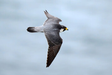 Peregrine falcon (Falco peregrinus)