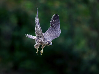 Peregrine falcon (Falco peregrinus)