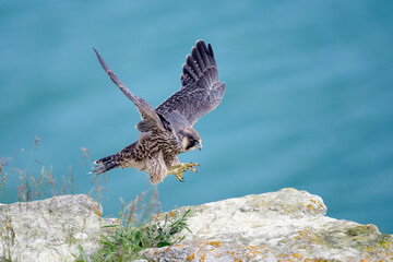 Peregrine falcon (Falco peregrinus)