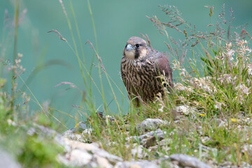 Peregrine falcon (Falco peregrinus)