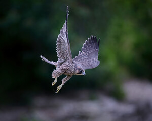 Peregrine falcon (Falco peregrinus)