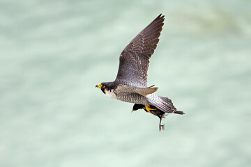 Peregrine falcon (Falco peregrinus)