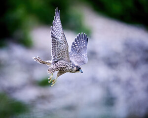 Peregrine falcon (Falco peregrinus)