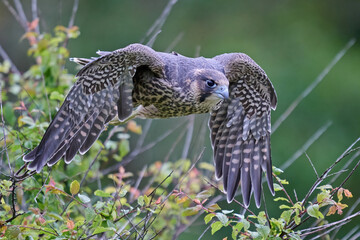 Peregrine falcon (Falco peregrinus)