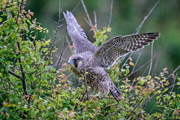 Peregrine falcon (Falco peregrinus)