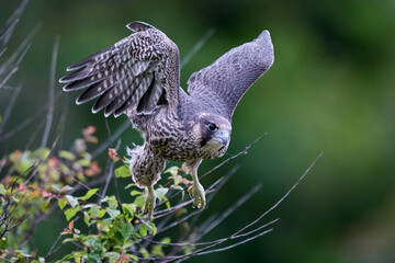 Peregrine falcon (Falco peregrinus)