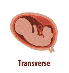 Gestational fetal development. Embryonic lunar stage growth month to month The lunar cycle from 1 to 9 months until birth. Medical infographic elements isolated on white background.	