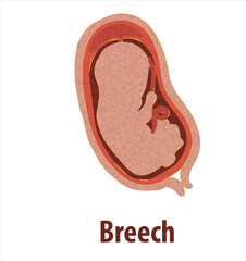 Gestational fetal development. Embryonic lunar stage growth month to month The lunar cycle from 1 to 9 months until birth. Medical infographic elements isolated on white background.	