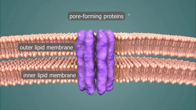 Nuclear membrane of the cell