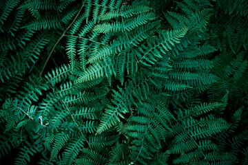 fern tree background, shrub tree background, fern plant In the forest, forest background, tree background, dark color, dark green tone.