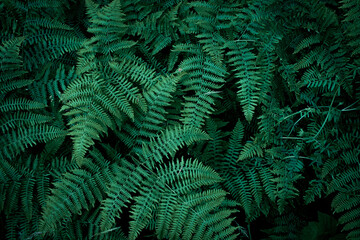 fern tree background, shrub tree background, fern plant In the forest, forest background, tree...