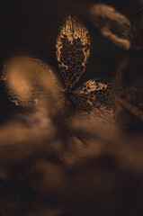 Macro Shot of Dry Leaf in Low Light