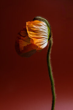 A Lone Poppy Wilting Gracefully Against a Warm Crimson Backdrop
