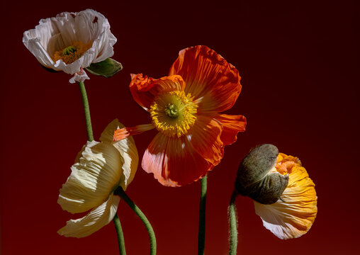  Poppies in Warm Ambient Light Against a Rich Maroon Backdrop